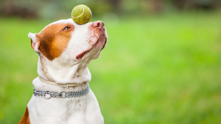 Dog sitting and balancing ball on head during training with a dog walker in Columbus, Ohio