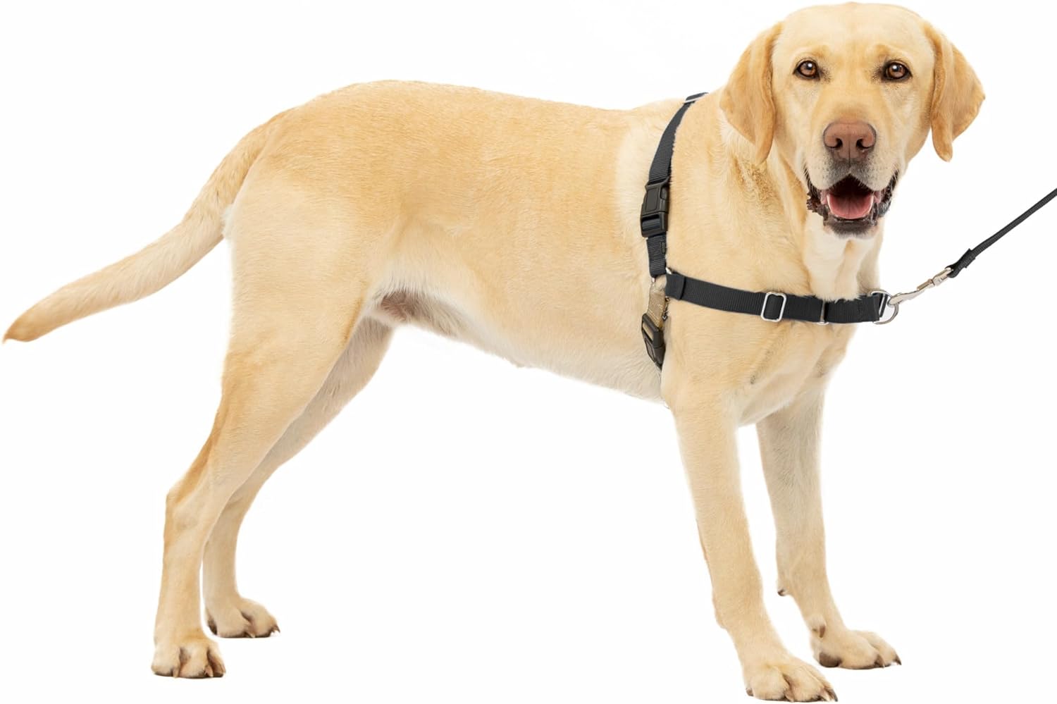 Easy Walk harness as used by dog walkers in Columbus, Ohio