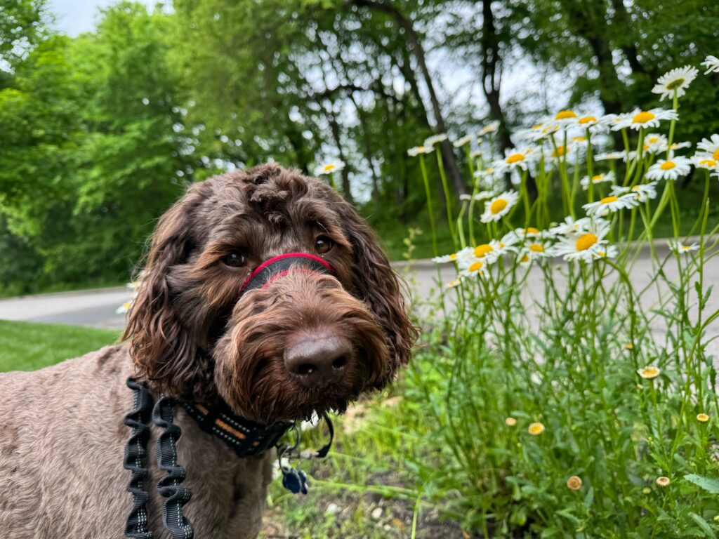 Photo of a dog on a dog walking service in Columbus, Ohio