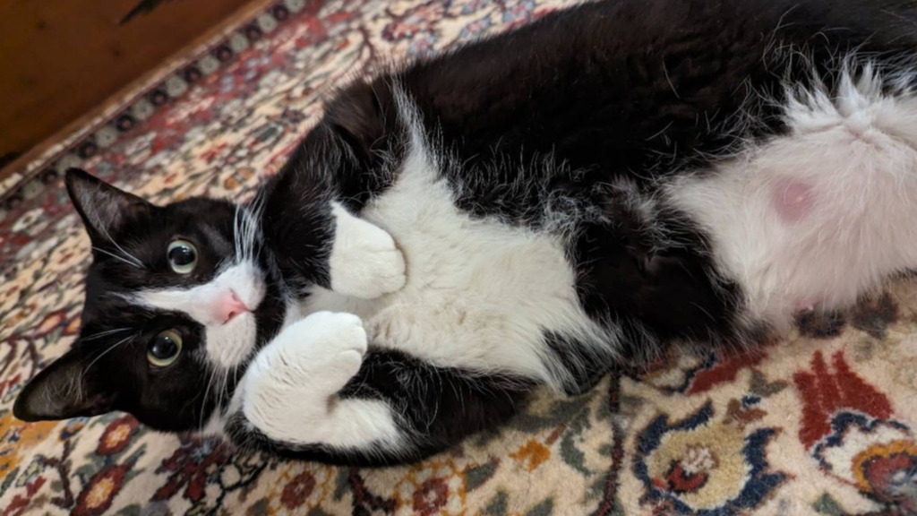 Photo of a cat on its back, waiting for belly rubs. This was taken by one of our cat sitters in Columbus, Ohio.