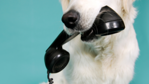 Dog holding a phone for pet sitter communication