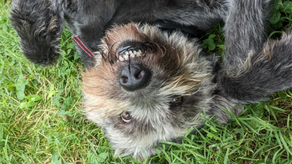 Photo of a dog smiling, taken by one of our dog walkers in Columbus, Ohio.