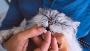 A cat receiving medication from a pet sitter in Columbus, Ohio.