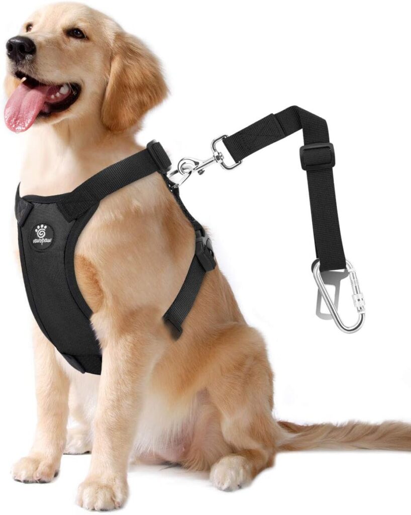 Car safety harness as used by dog walkers in Columbus, Ohio
