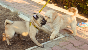 Two dogs on leashes sniffing each other on a dog walk in Columbus, Ohio, showing signs of a potential altercation.