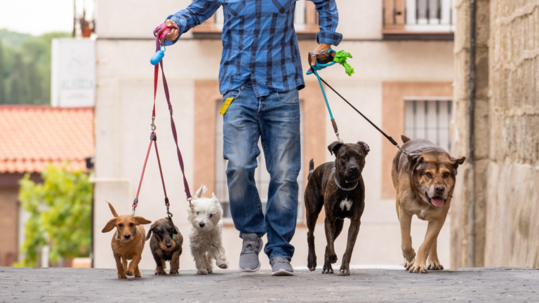 A stressed dog walker handling multiple dogs on a busy street in Columbus, Ohio.