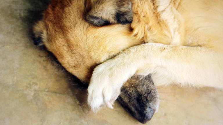 A shy dog in Columbus, Ohio, gently covering his eyes and hiding.