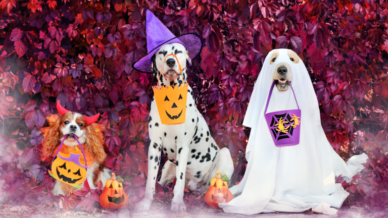 Columbus, Ohio Halloween pet safety tips by Hands N Paws - Dog walking and pet sitting services.