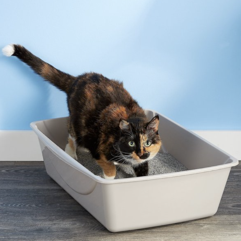 Standard open tray litter boxes known by cat sitters in Columbus, Ohio.