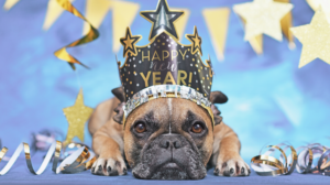 Happy new year's dog in a cozy home, symbolizing a healthy and joyful start to 2025 with trusted Columbus dog walkers and pet sitters.