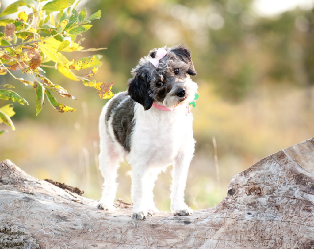 Best pet photographer in Columbus, Ohio