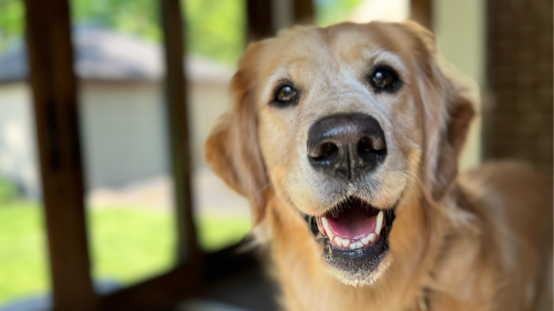 Happy staring into the camera, looking up with a big smile, taken by one of our dog walkers in Columbus, Ohio.