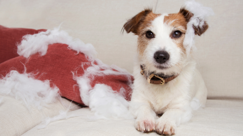 Anxious dog waiting at home in Columbus, Ohio, missing its owner