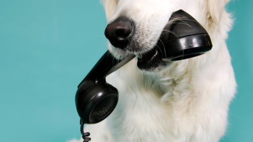 Dog holding a phone for pet sitter communication