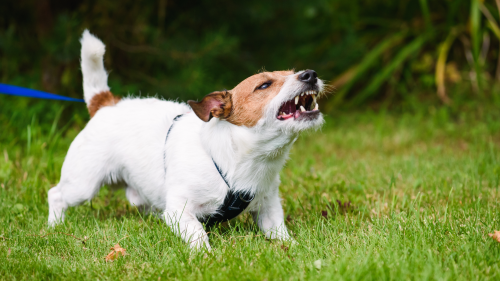 Dog who is leash reactive is being effectively managed by a dog walker in Columbus with dog-reactivity experience.