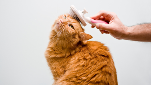 A professional cat sitter in Columbus, Ohio, gently brushes a content grey tabby cat, enhancing its coat's health and shine.