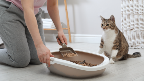 Top 5 litter boxes guide: Cat sitter in Columbus, Ohio, scooping a litter box.