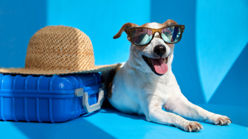 A dog sitting comfortably by a suitcase, symbolizing comfortable pet sitting services in Columbus, Ohio while its owners are away on vacation.