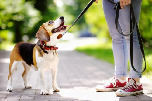 Professional dog walker in Bexley, Ohio providing daily exercise and socialization for your pup.