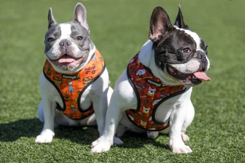 Two Dogs in Harnesses Dog Walking in Columbus, Ohio