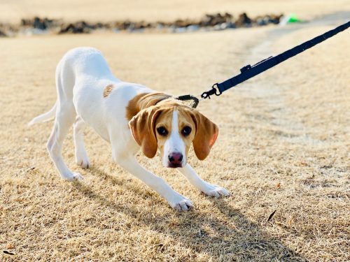 Reluctant dog being pulled on a lead by a dog walker in Columbus, Ohio