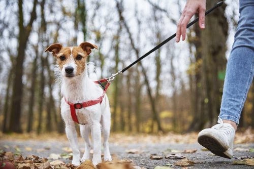 dog walking essentials columbus ohio